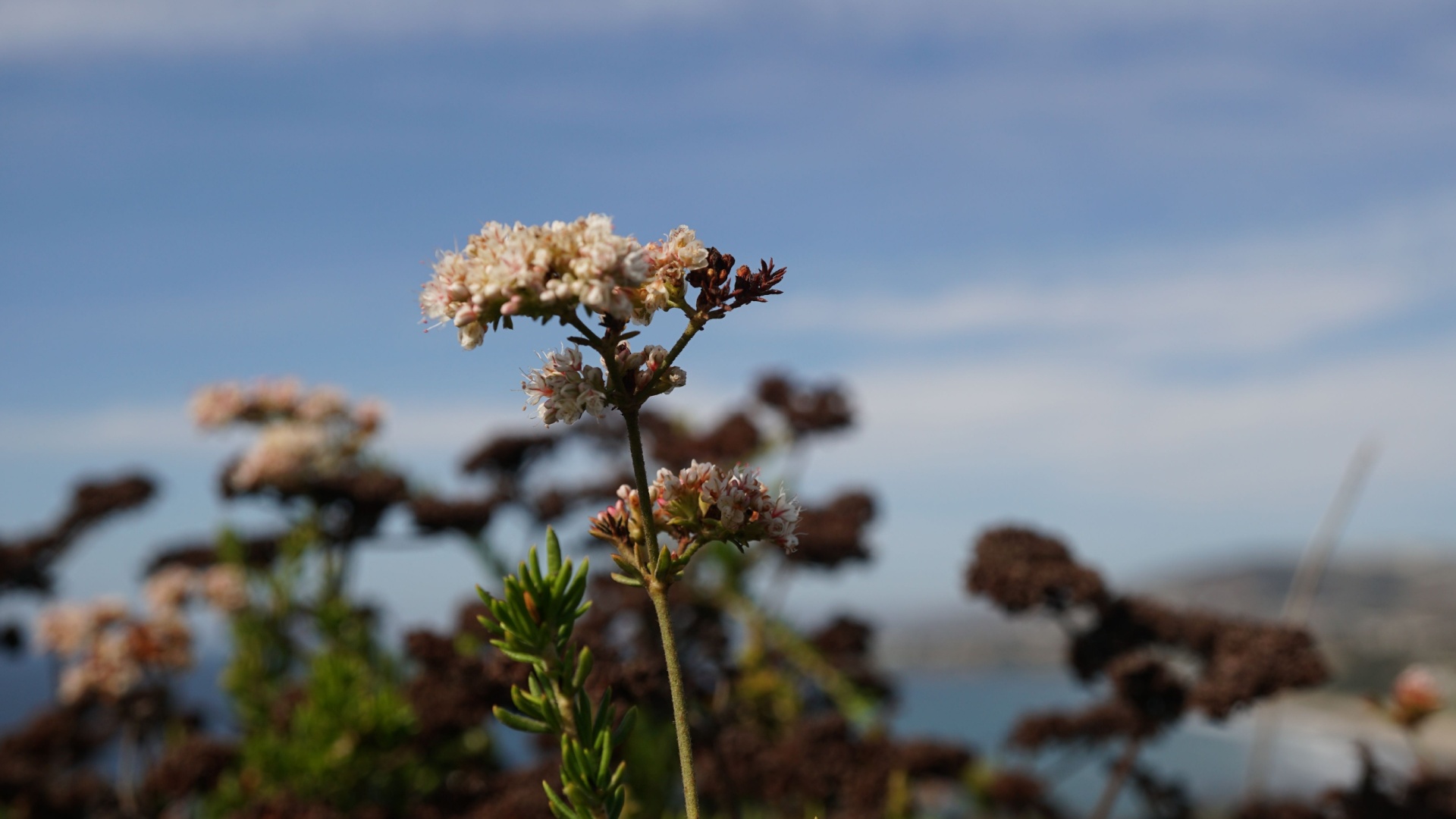 Plants That Absolutely Love Coastal Breezes In California