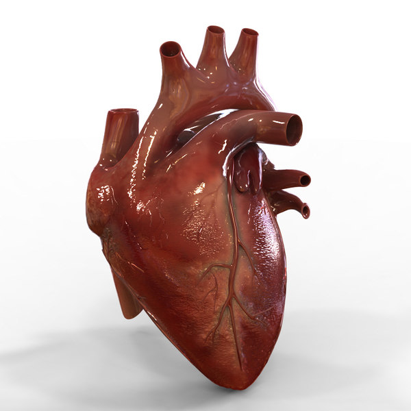 Heart 3D Models And Textures | TurboSquid.com