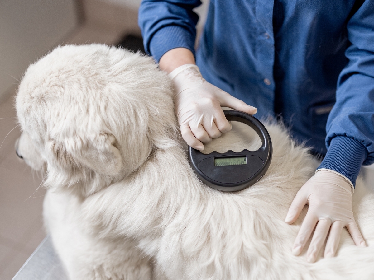 Why Microchipping Your Pet is Important - Perth Vet Emergency