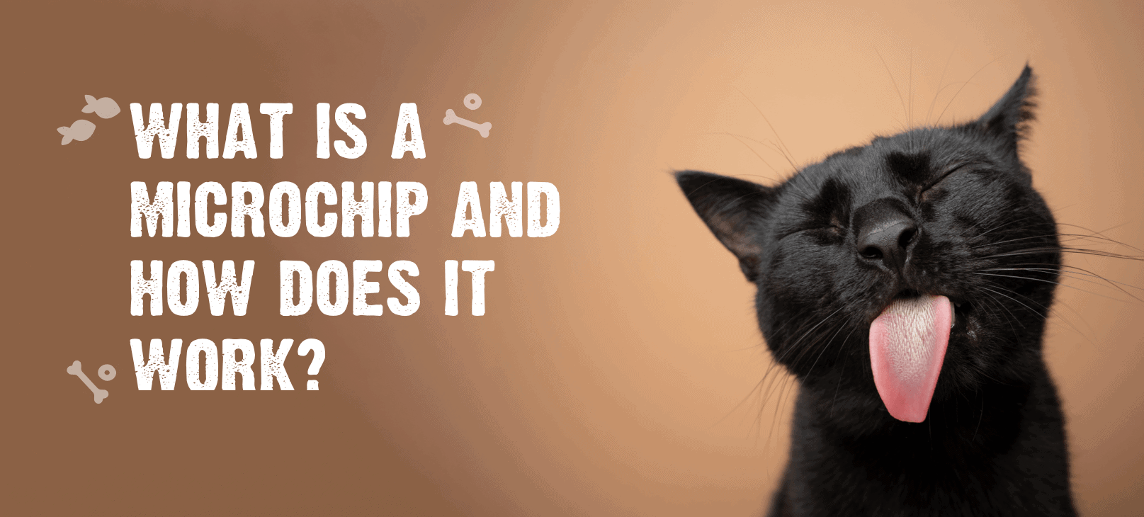 Microchipping Your Cat: Why It&#39;s Important & How It Works - Natural Pet Food