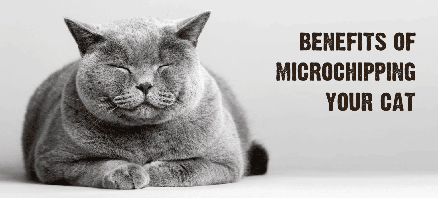 Microchipping Your Cat: Why It&#39;s Important & How It Works