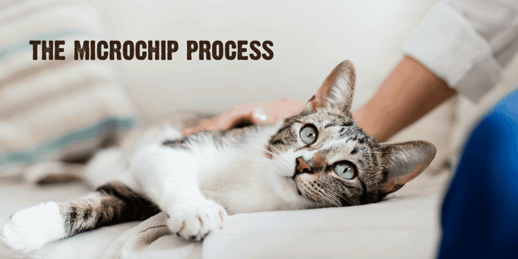 Microchipping Your Cat: Why It&#39;s Important & How It Works - Natural Pet Food