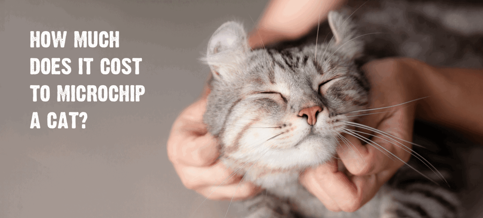 Microchipping Your Cat: Why It&#39;s Important & How It Works
