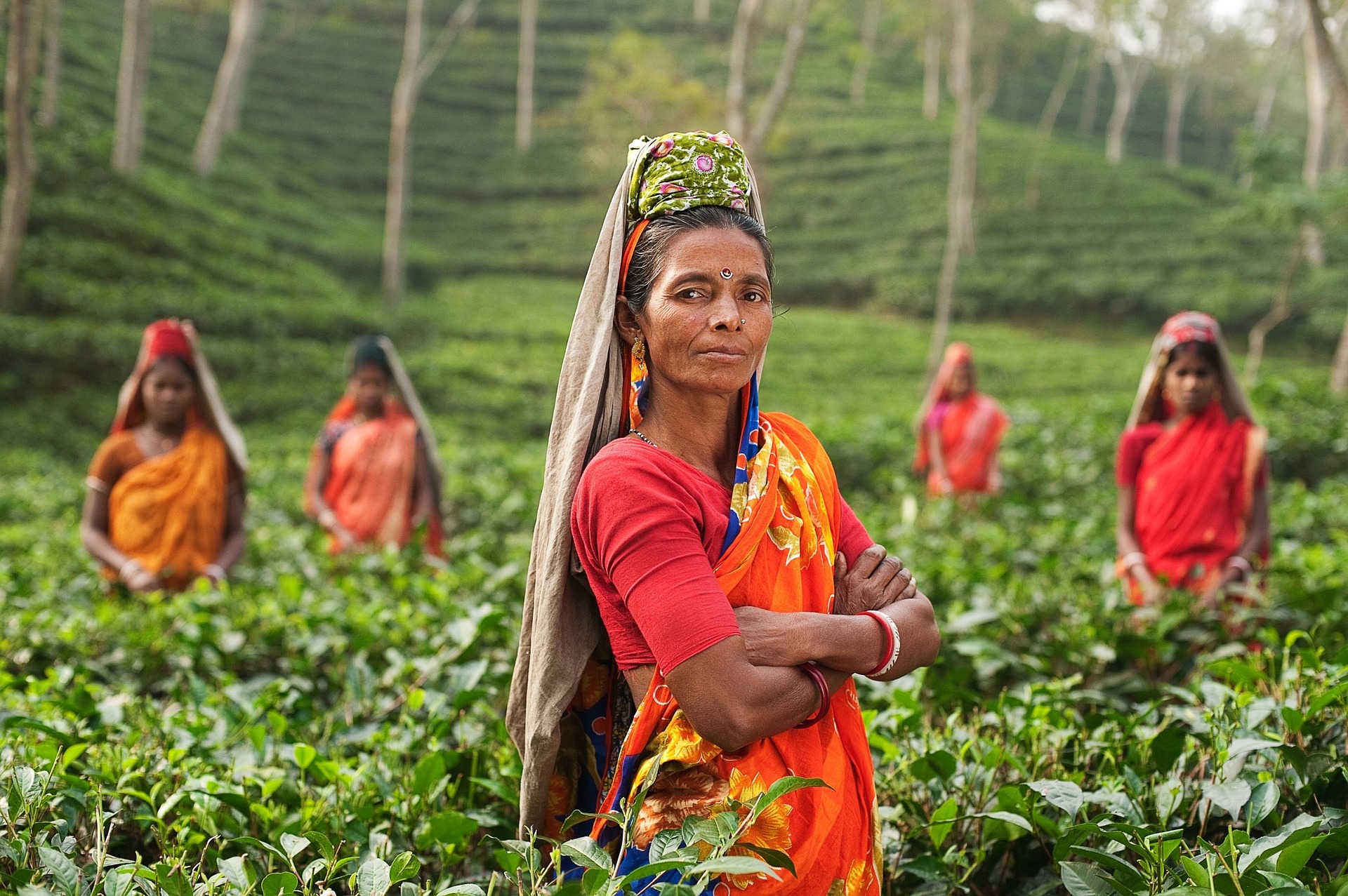 Women Farmers Harvest Farm Field India - Regeneration International