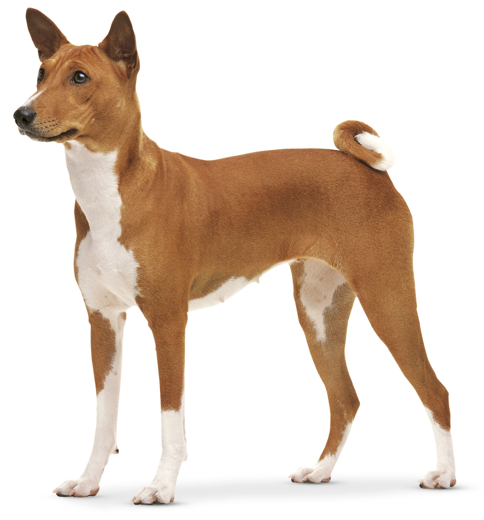 What Is A Dog | Facts About Dogs | DK Find Out
