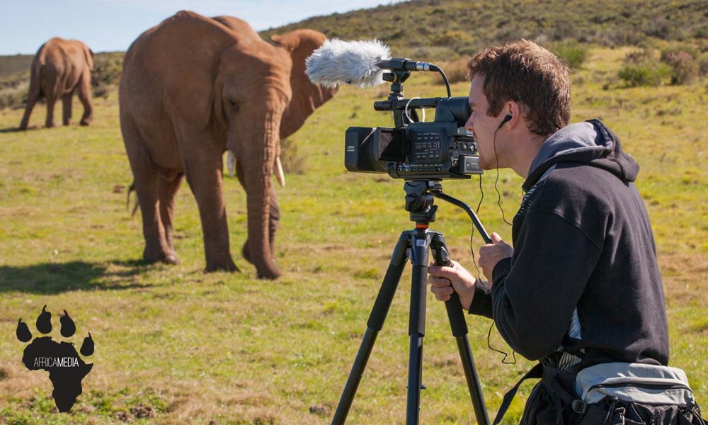 Animal Documentary