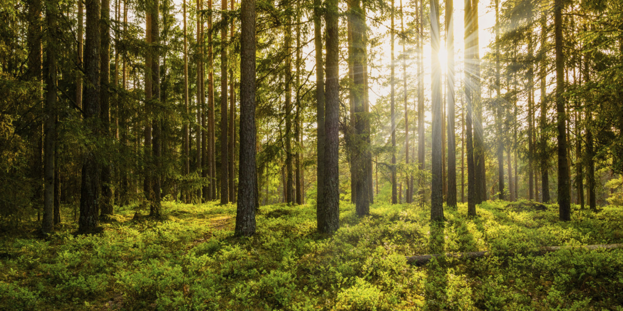 The Forest Path to an Ambitious Climate Deal | HuffPost
