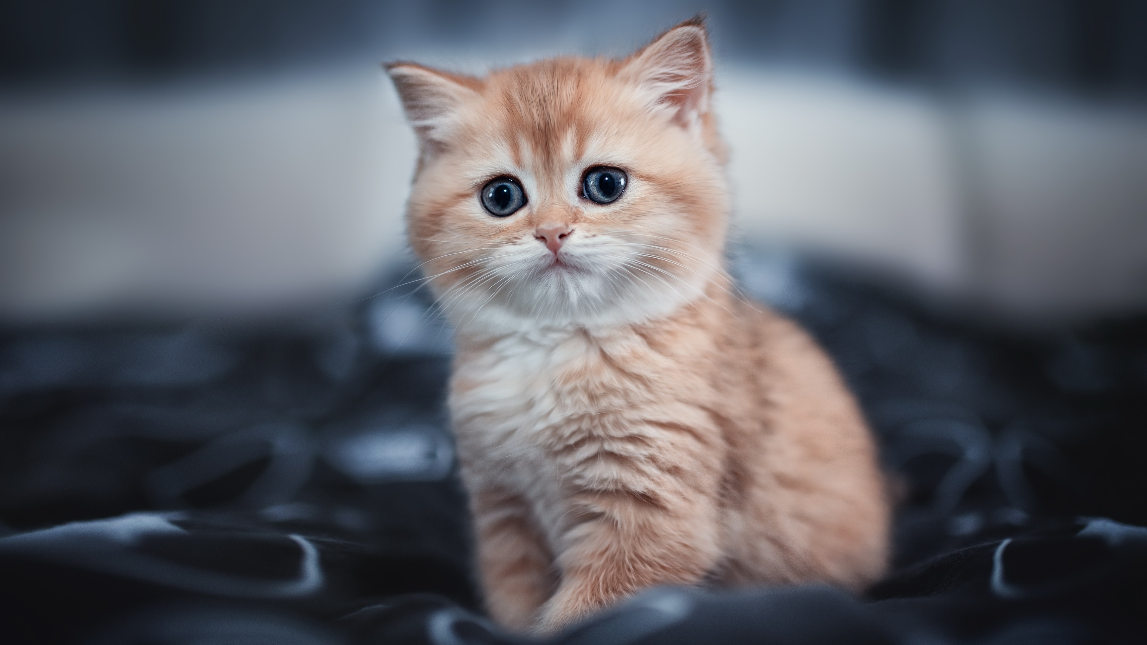 Fondos de Pantalla 3840x2160 Gato Gatitos Lindo Contacto visual Bokeh Animalia descargar imagenes