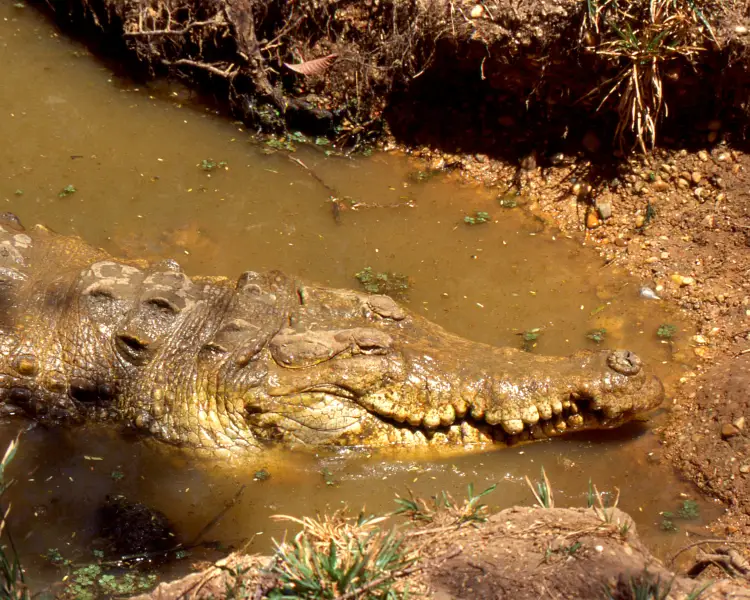 Orinoco Crocodile - Facts, Diet, Habitat & Pictures On Animalia.bio