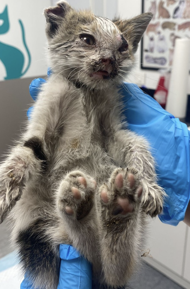 Animal Welfare Success Story - Flora | CUDDLY