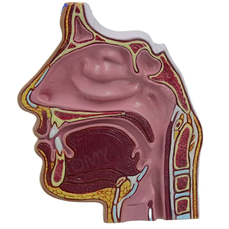 Struktur Anatomi Hidung - Vrogue.co