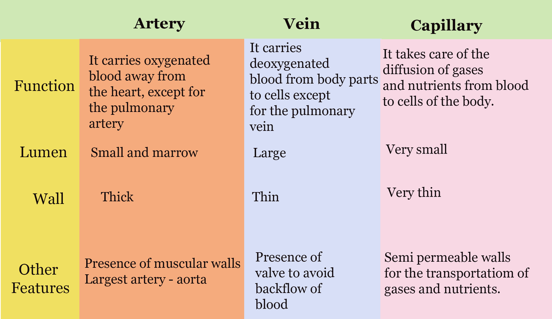 Circulatory System - SCIENCE IS LIFE