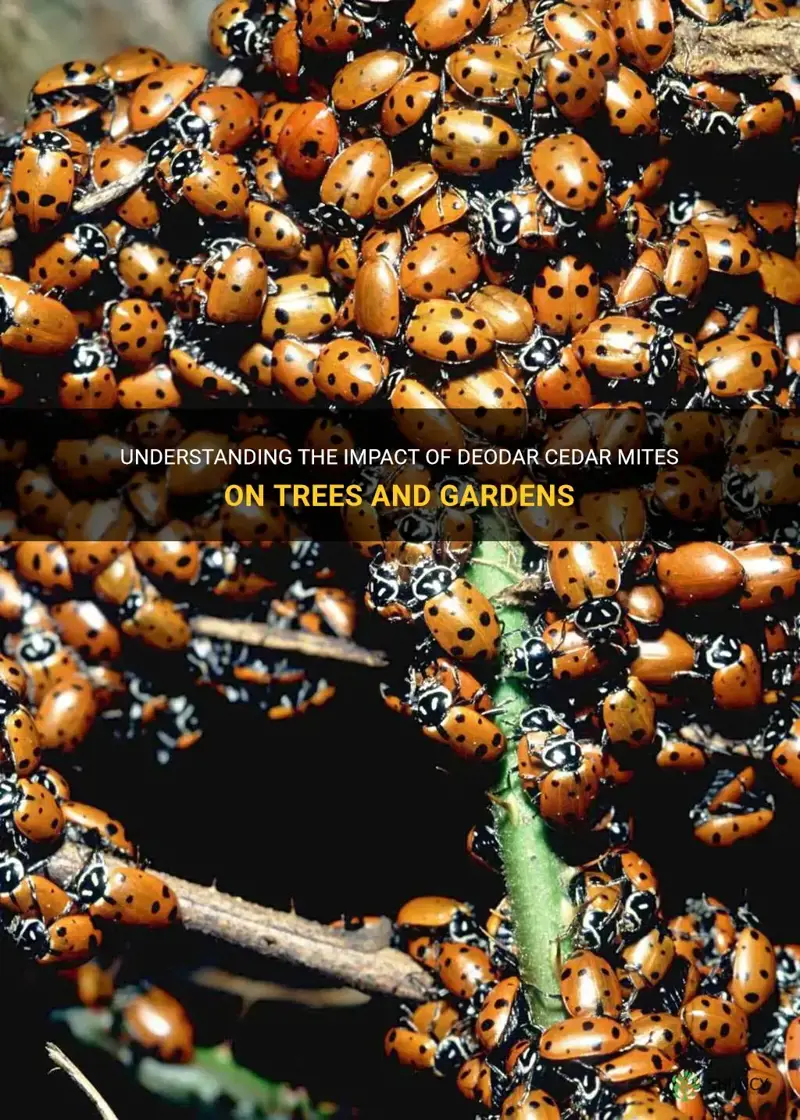 Understanding The Impact Of Deodar Cedar Mites On Trees And Gardens | ShunCy