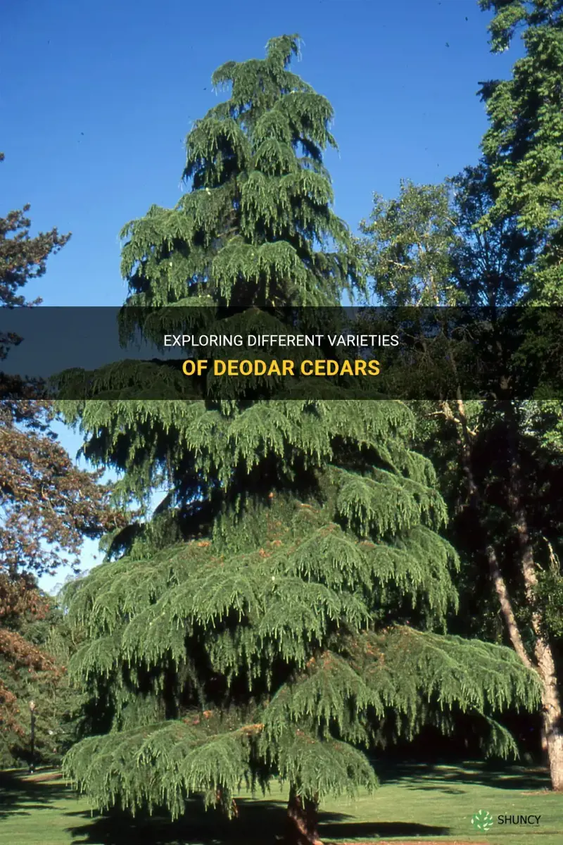 Exploring Different Varieties Of Deodar Cedars | ShunCy