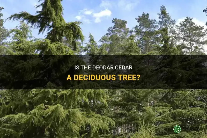Is The Deodar Cedar A Deciduous Tree? | ShunCy