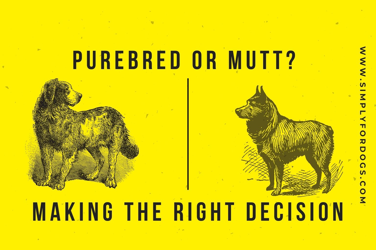 Purebred Or Mutt? (Detailed Guideline) - Simply For Dogs