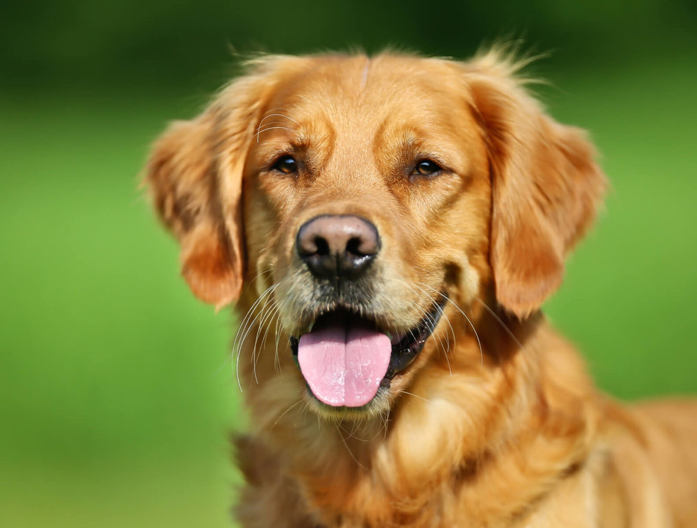 Dogs Facts by World Animal Foundation