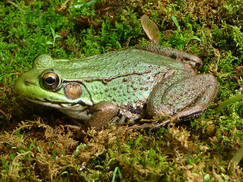 Signs Of Fall #10: Where Do The Frogs Go In Winter? | Ecologist&#39;s Notebook