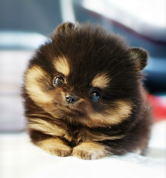 Who Can Post The Cutest Dog Picture? | Bored Panda