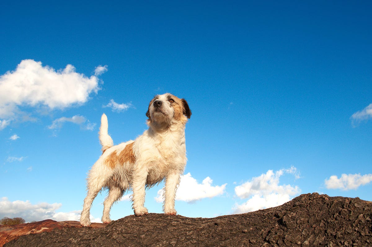9 Science-Backed Reasons to Own a Dog : ScienceAlert