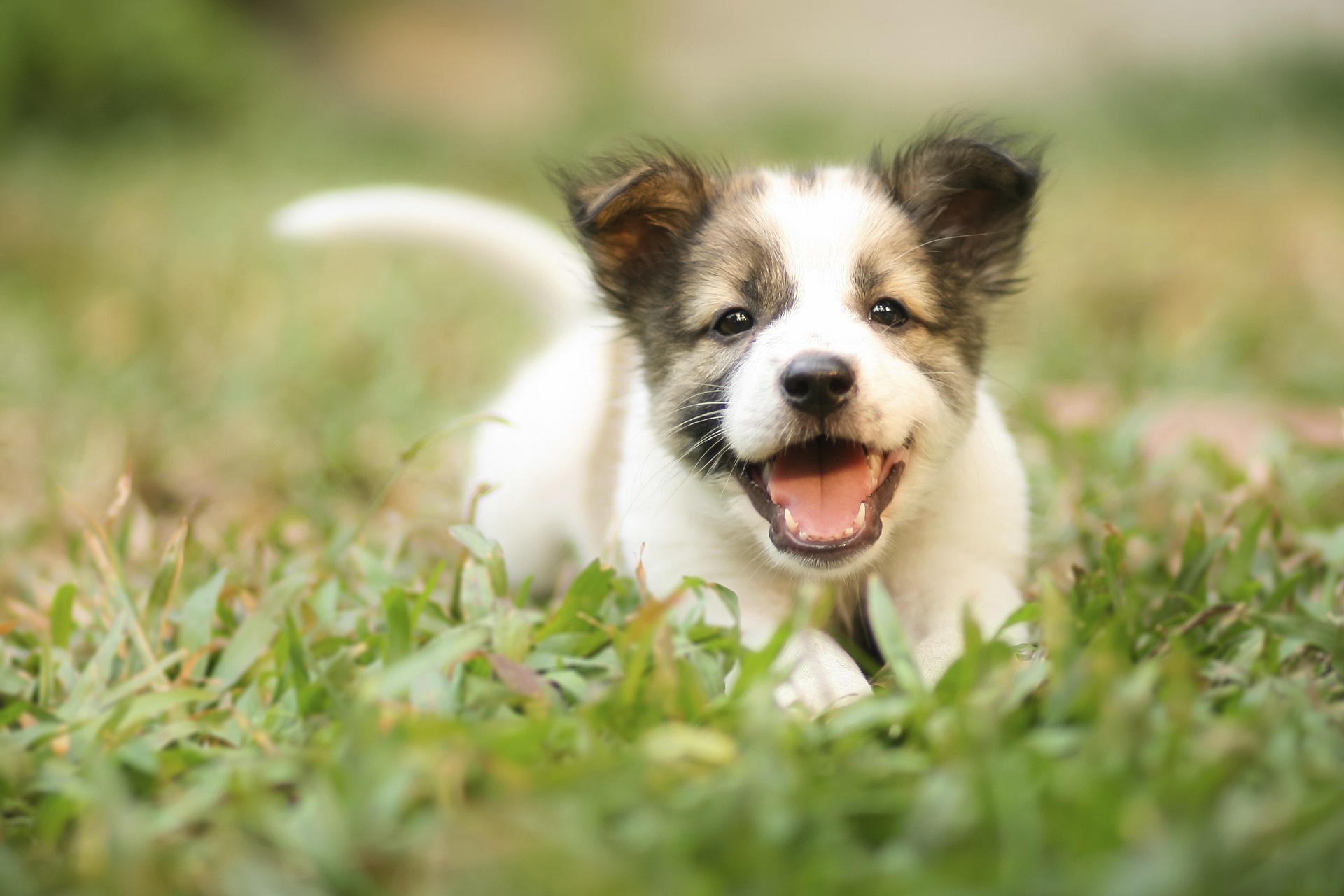 Choosing the right dog for you and your home