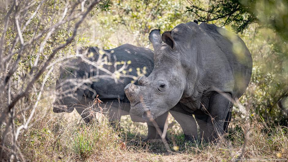 Latest rhino count a mixed bag for world&#39;s five species – DW – 08/08/2025