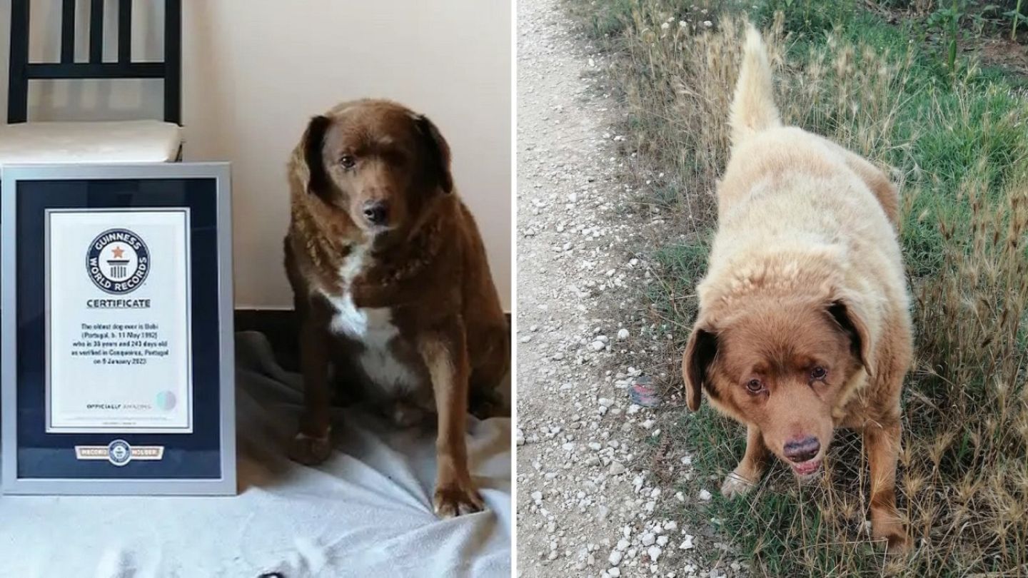 Bobi, the world&#39;s oldest dog, celebrates his 31st birthday - BreezyScroll