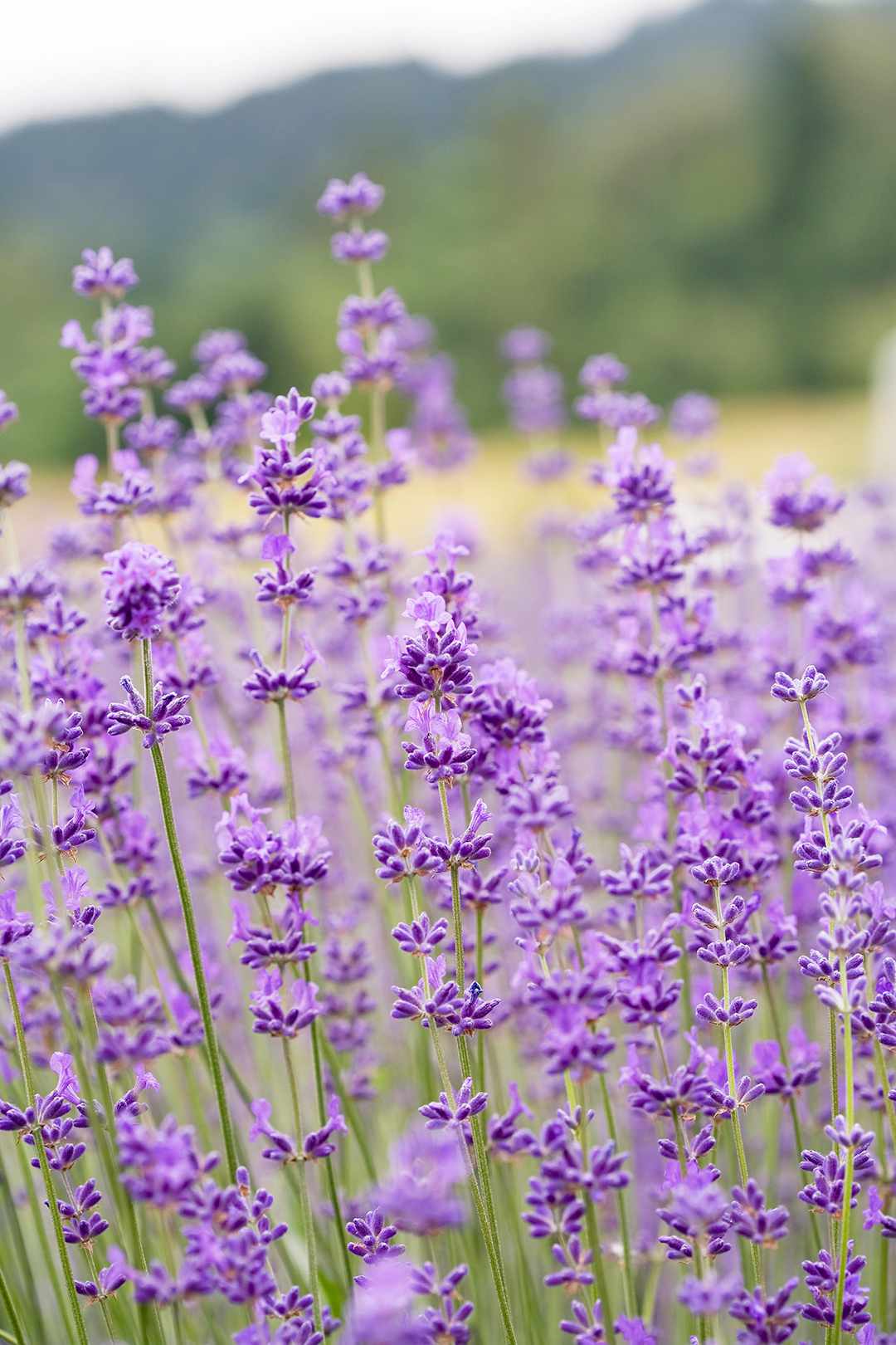 A Gardener&#39;s Guide To Lavender| Better Homes & Gardens