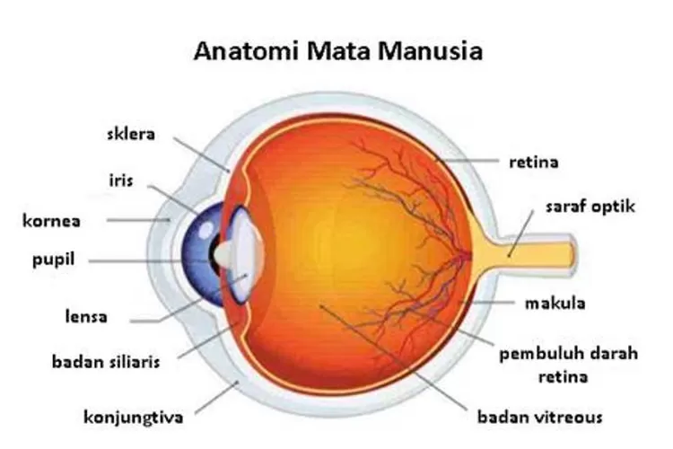 Mata Manusia| Inilah Anatomi Mata Manusia Yang Perlu Kamu Ketahui - Harian Haluan