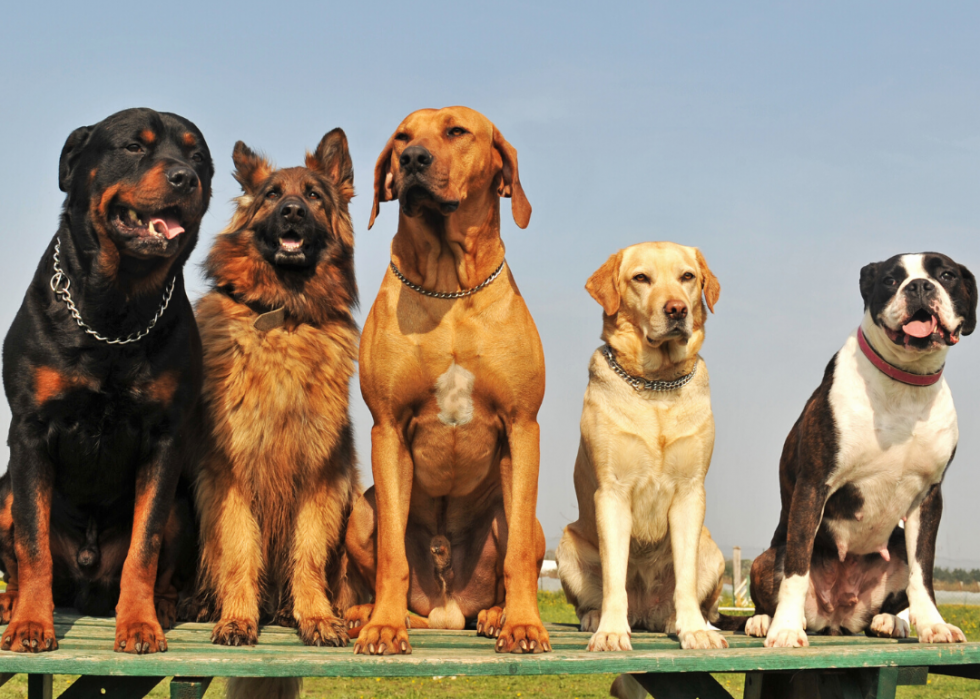50 Fascinating Facts About Dogs| Stacker