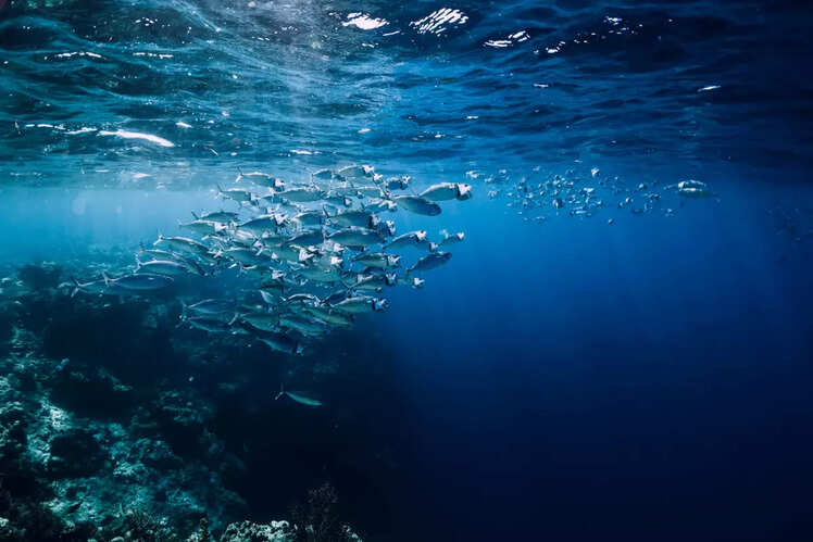 World Ocean Day: Unique ways to appreciate the mighty oceans of the world | Times of India Travel
