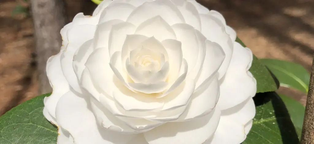 Featured Gardens | Columbus Botanical