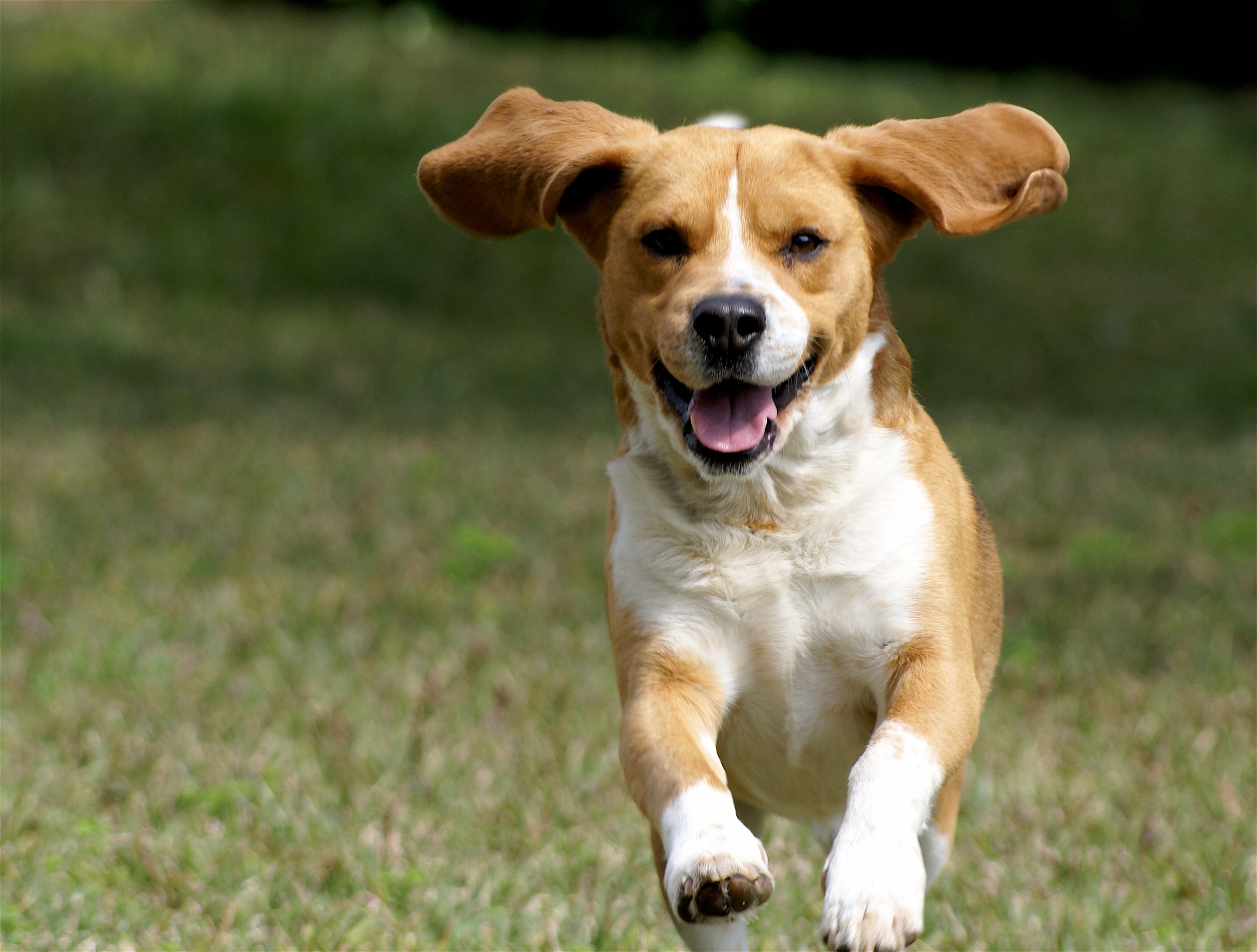9 reasons to own a dog - Business Insider
