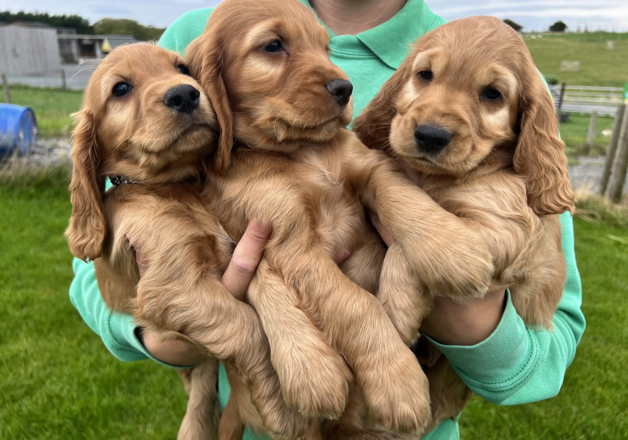 Meet Our Adorable Puppies! - Streamvale Open Farm