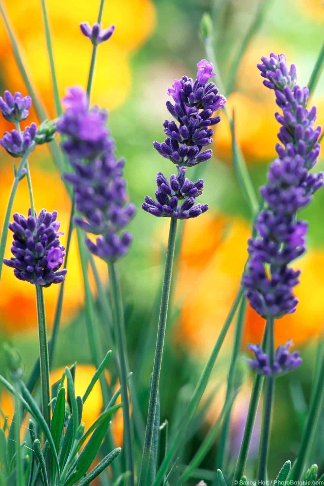 Lavenders - Summer-Dry| Celebrate Plants In Summer-Dry Gardens