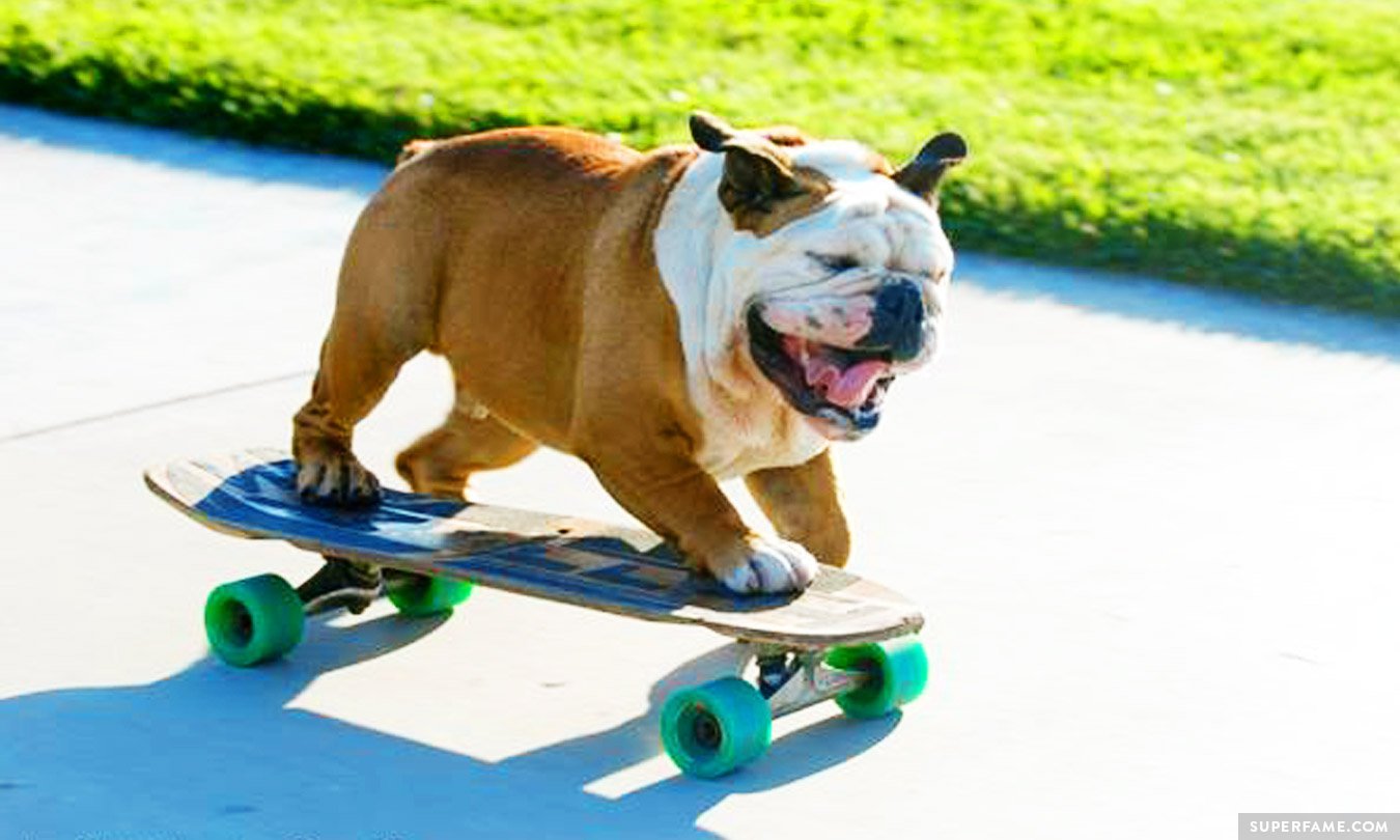 Rest In Peace: Tillman The Skateboarding Dog Dies - Superfame