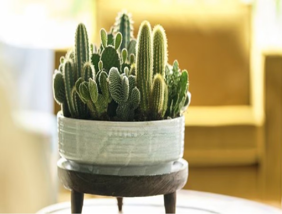 Vastu Tips And Precautions For Home Never Keep These 5 Unlucky Plants At Home Will Causes Loss...