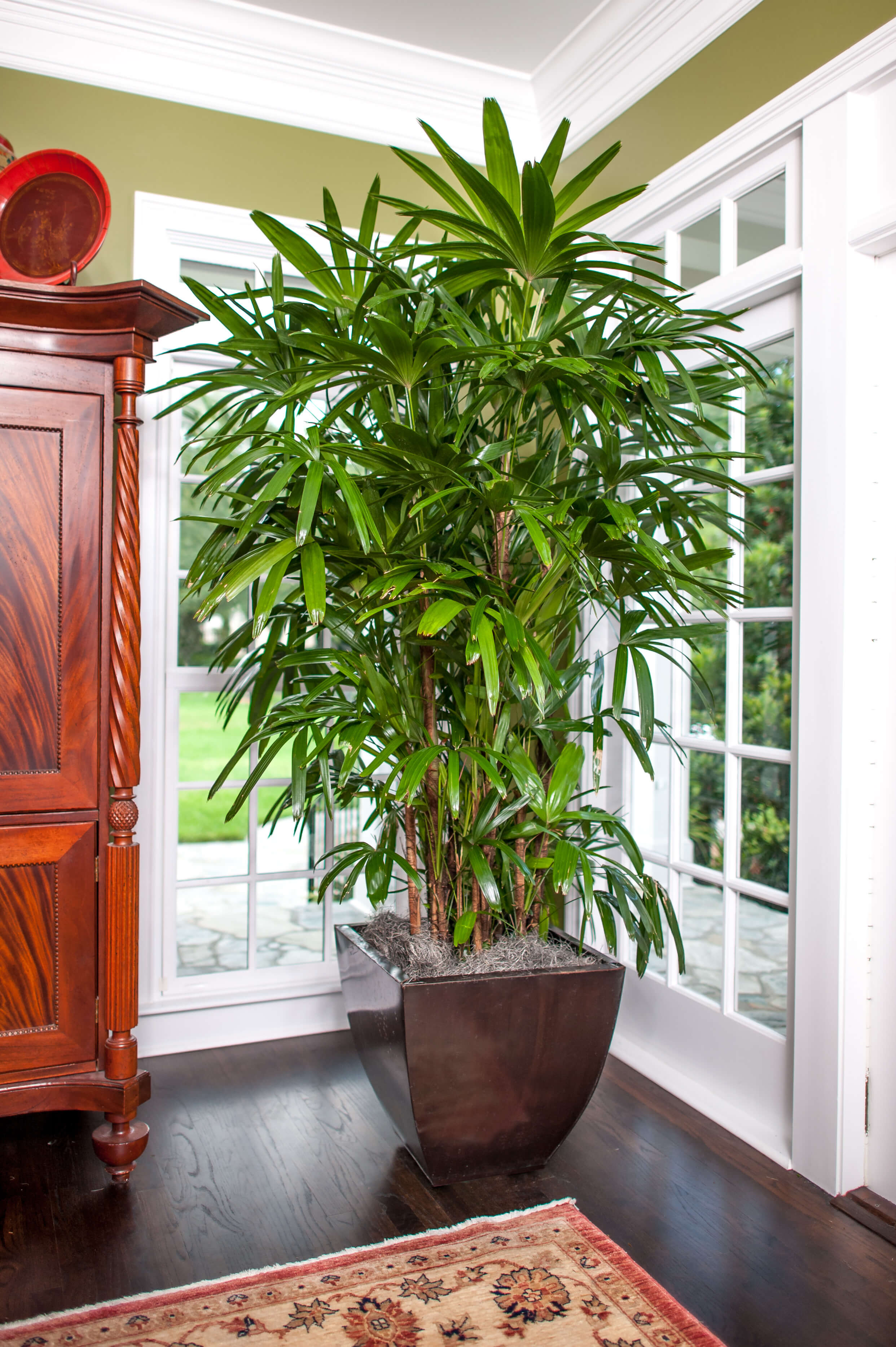Inexpensive Live Indoor Plants at Billy Blackmon blog