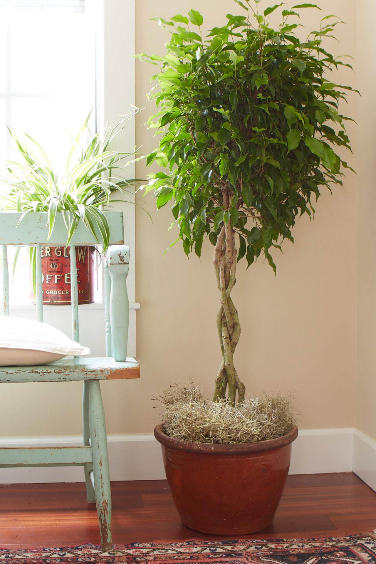 Trees To Plant Near The House at Karen Weber blog
