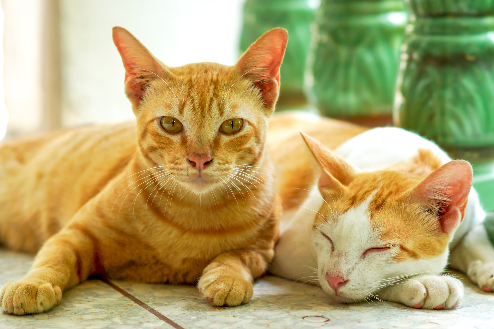 Introducing Cats To Cats: The Expert&#39;s Guide To A Smooth Transition