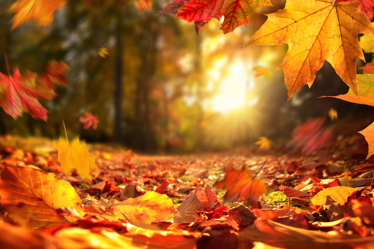 Tips for a Fabulous Fall - FLOURISH
