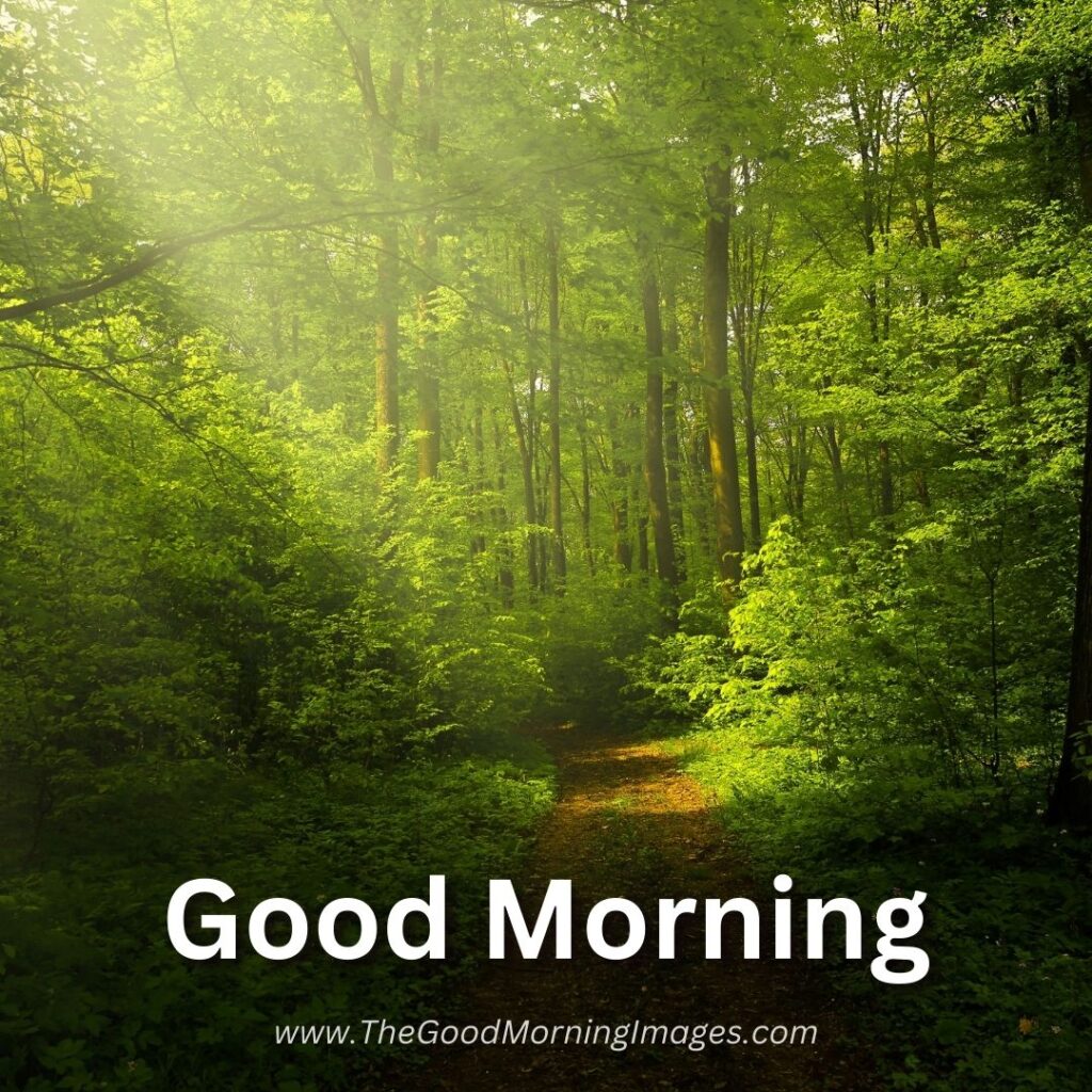 Top 999+ Breathtaking Good Morning Nature Images - Incredible Compilation of Full 4K Good ...