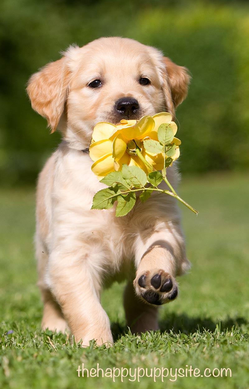 What To Look For When Buying A Puppy - The Happy Puppy Site