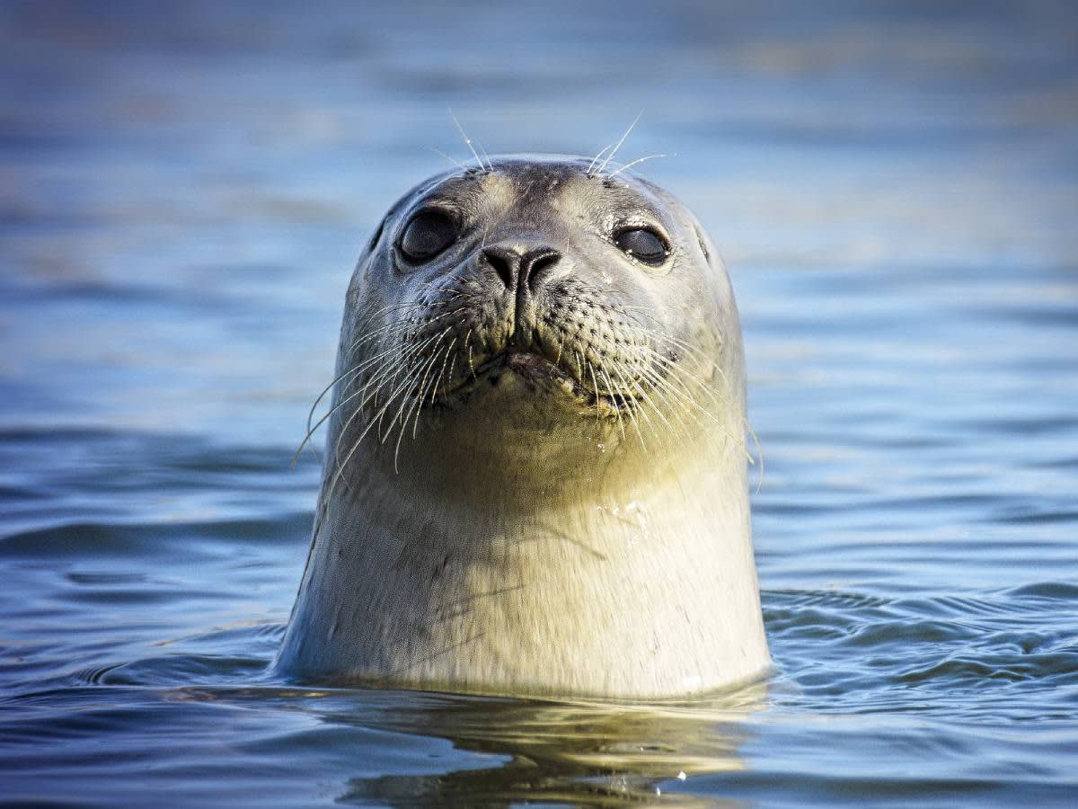 Salvatore The Seal Has Returned To The Yarra River — The Latch