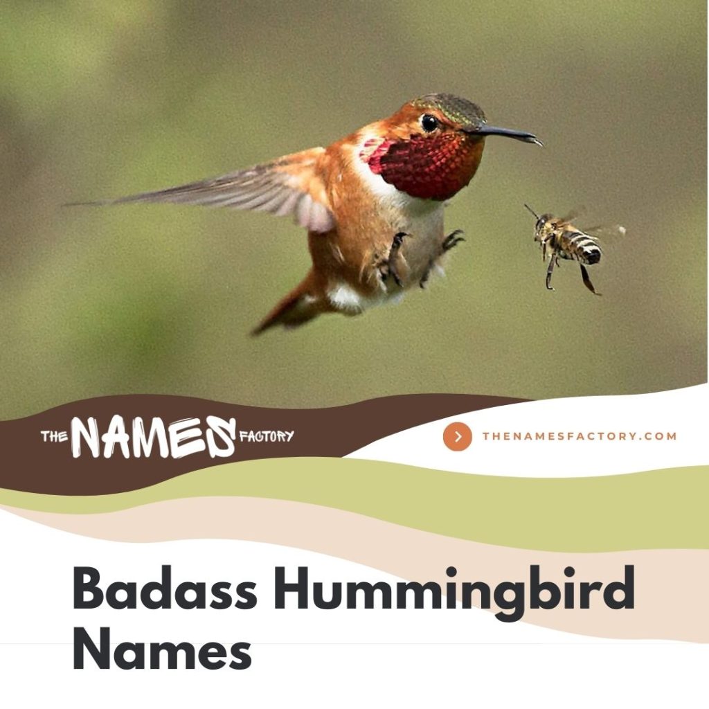 290+ Hummingbird Names Ideas [Creative, Funny & More]