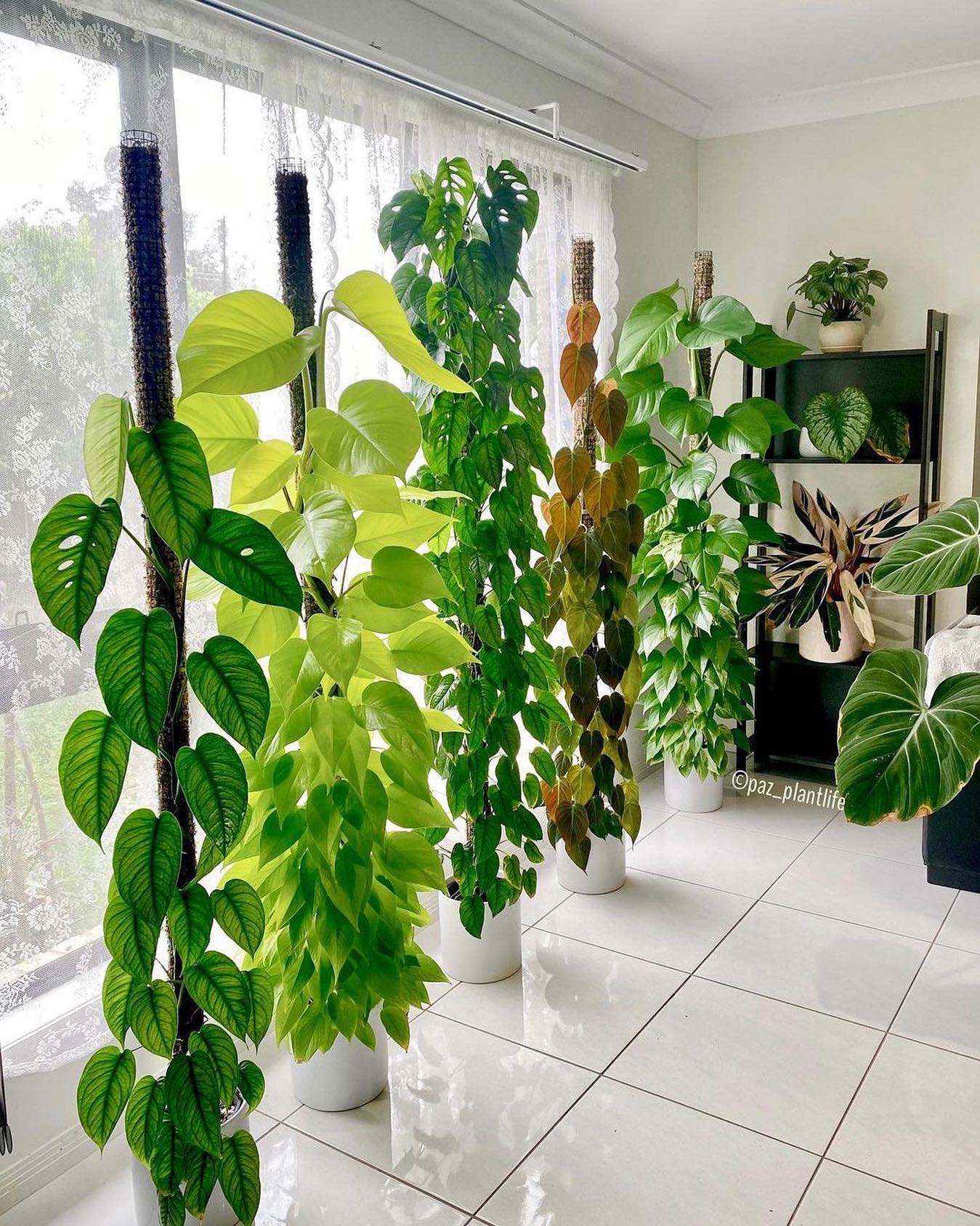 Discover the Best Plants That Clean The Indoor Air for a Healthier Home - Plant Ideas : Plant Ideas