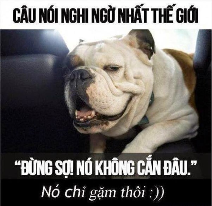 Tuyen-tap-nhung-hinh-anh-hai-huoc-va-ngo-nghinh-nhat-the-gioi-9 - Thư Viện Ảnh đẹp Hot Nhất 2016...