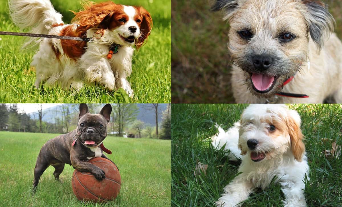 Top 20 Best Small Dog Breeds | Tiny Terrier