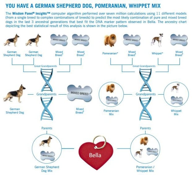 Wisdom Dog DNA Test Kit Review: Mixed Breed of Dogs – Top Dog Tips