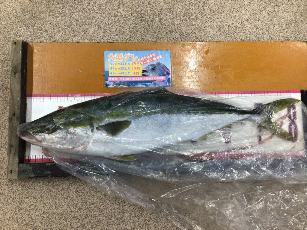 1/17田辺地磯でメジロ81cm 5.6kgの釣果 YAMARIAラピードF190で！